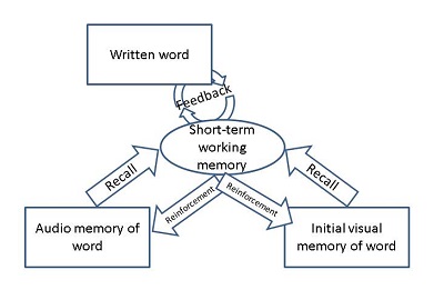 Cognitive Psychology Diagram